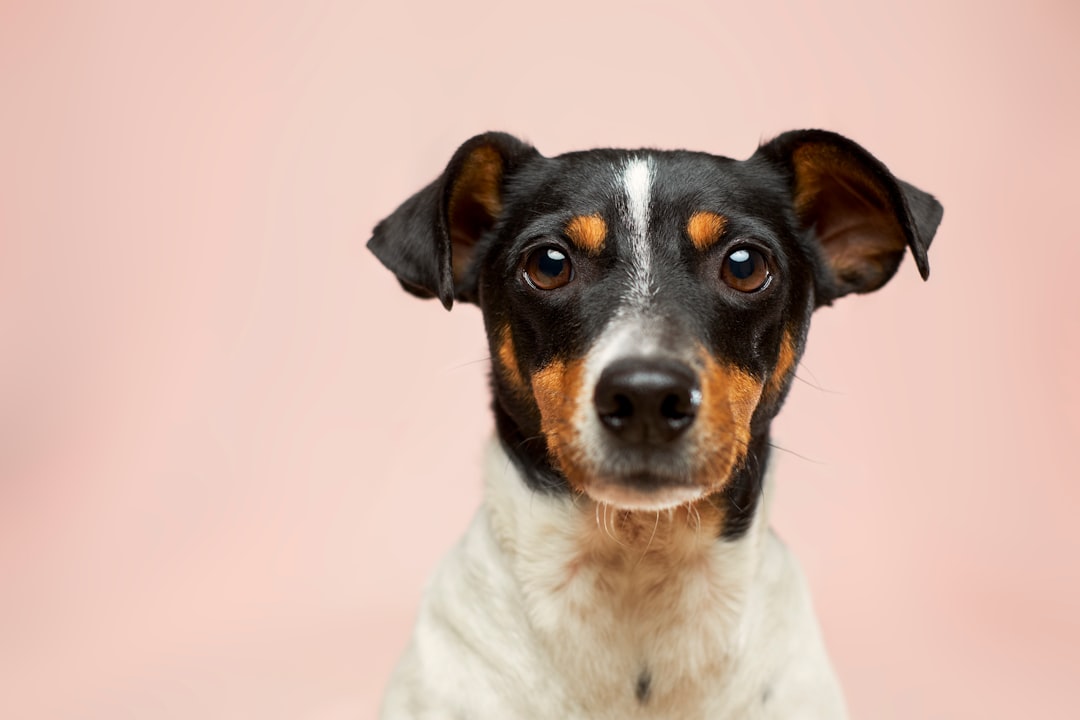Common Dog Illnesses Explained: Symptoms, Causes, and When to Act