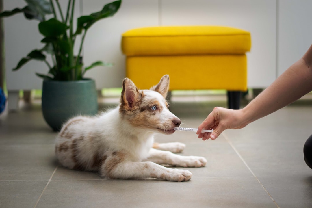 Dog Vaccination Schedule Explained: Core Vaccines, Timing, and Boosters