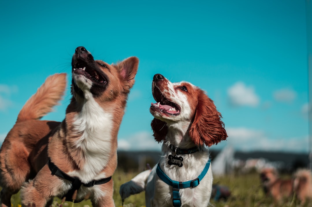 How Do Dogs Communicate? Vocalizations, Body Language, and Scent