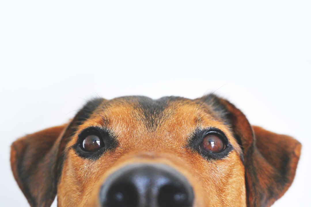 How Do Dogs See the World? Color, Acuity, and Low-Light Vision Explained