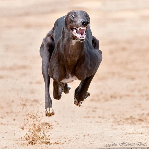 Dog Running Speeds: Breeds and Mechanics Explained