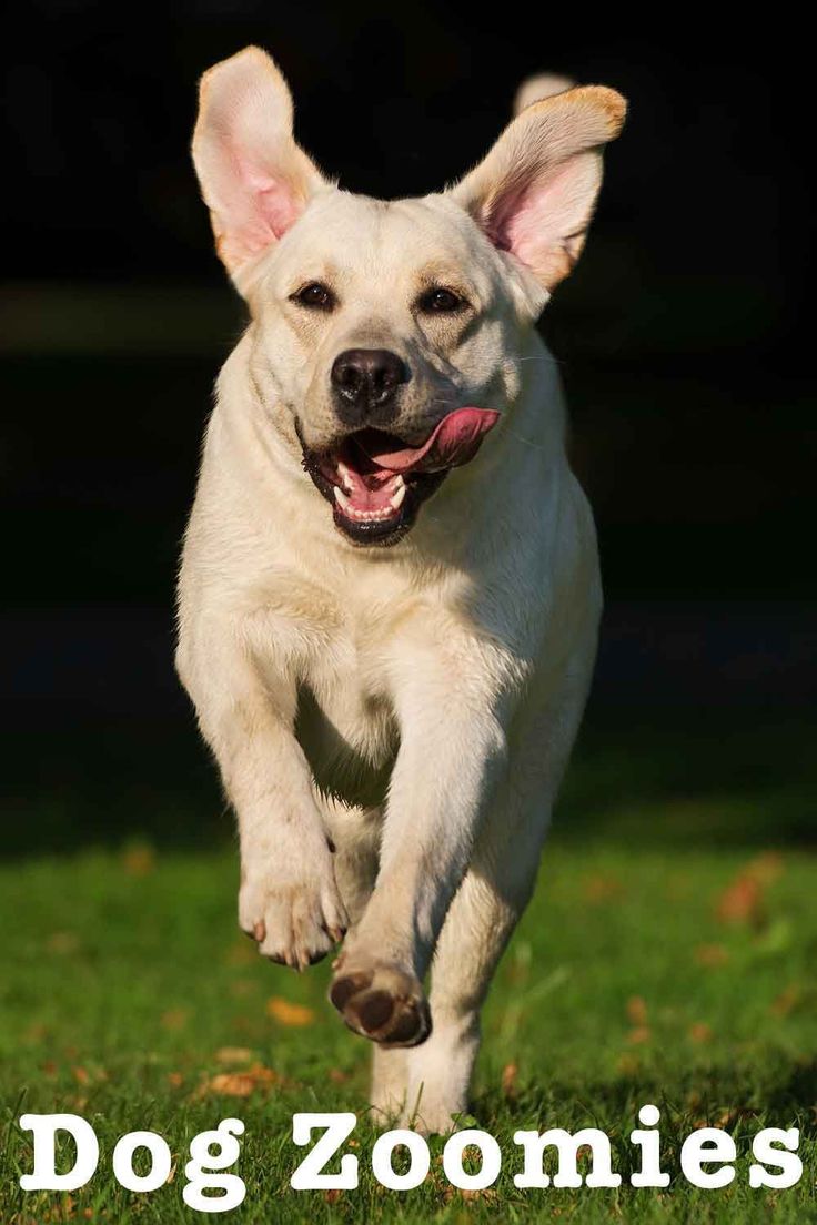 Dog Running Speeds: Breeds and Mechanics Explained