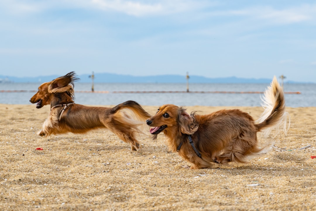 How Long Do Dogs Live? Lifespan by Breed, Size, and Health Factors