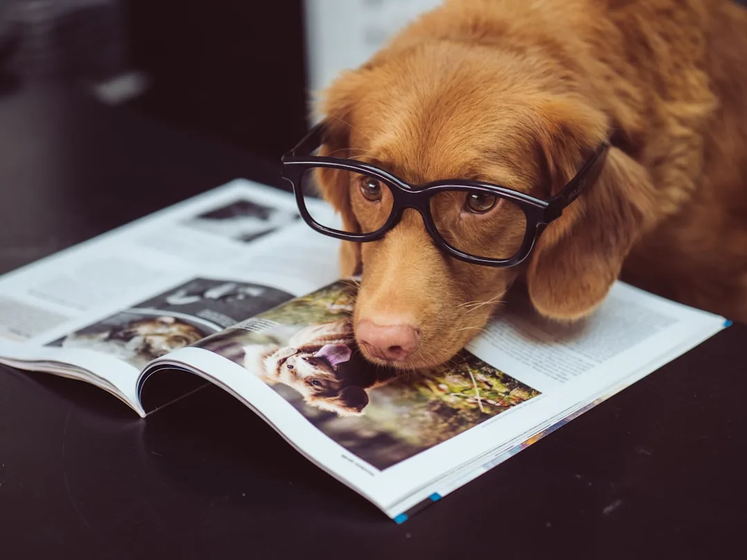Dog Intelligence: Understanding Canine Cognitive Abilities
