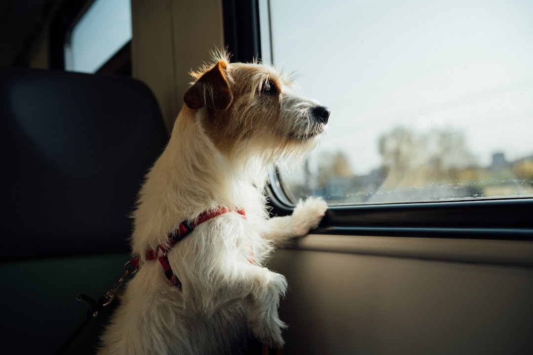 How to House Train a Dog: A Complete Step-by-Step Guide