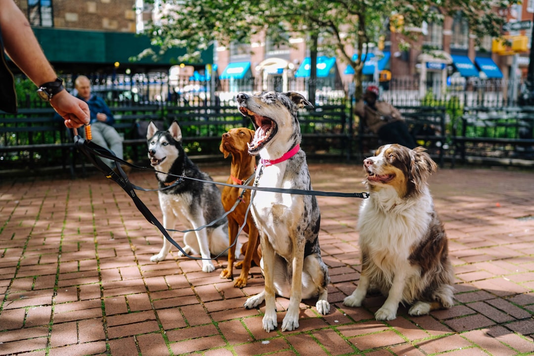 How to Leash Train a Dog: Teaching Loose-Leash Walking Step by Step