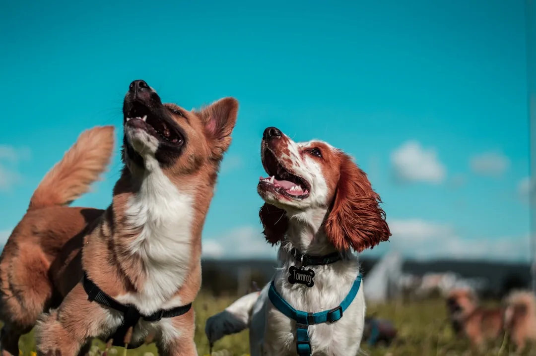 Socializing Dogs: Critical Period and Lifelong Tips