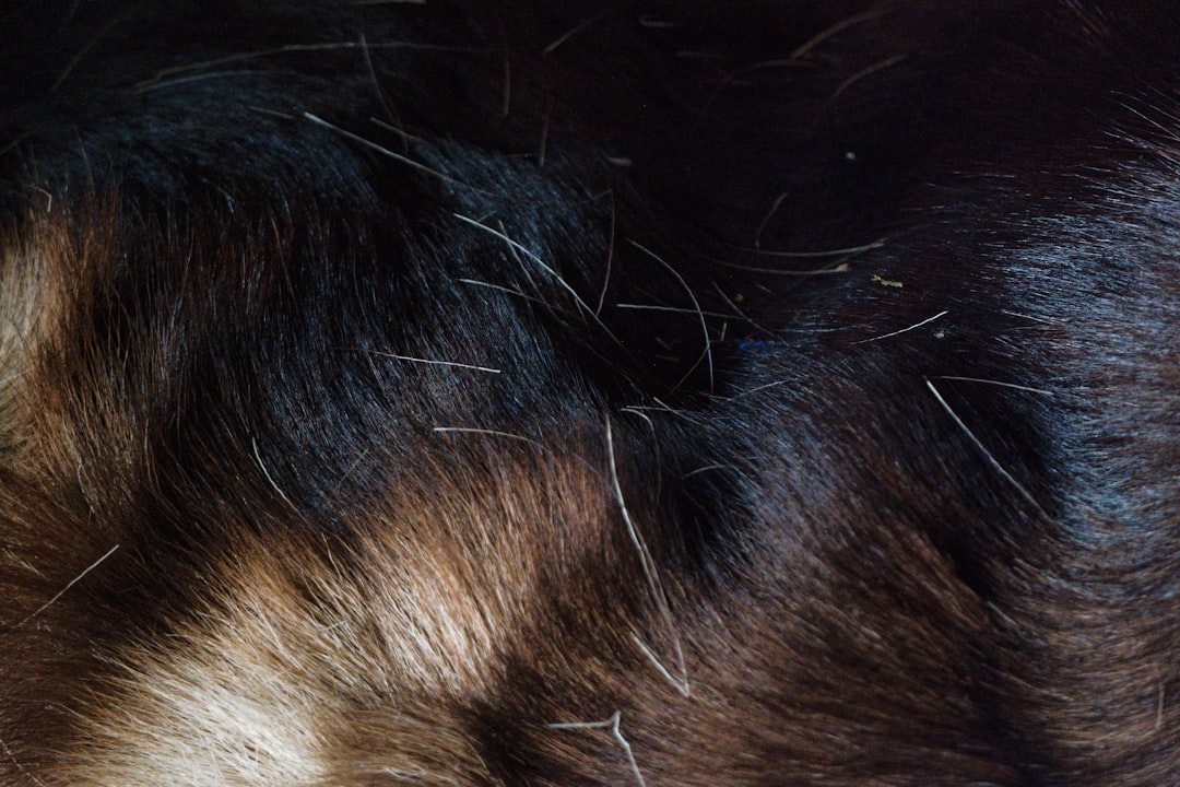 How to Spot Fleas and Ticks on Dogs: Detection, Removal, and Prevention