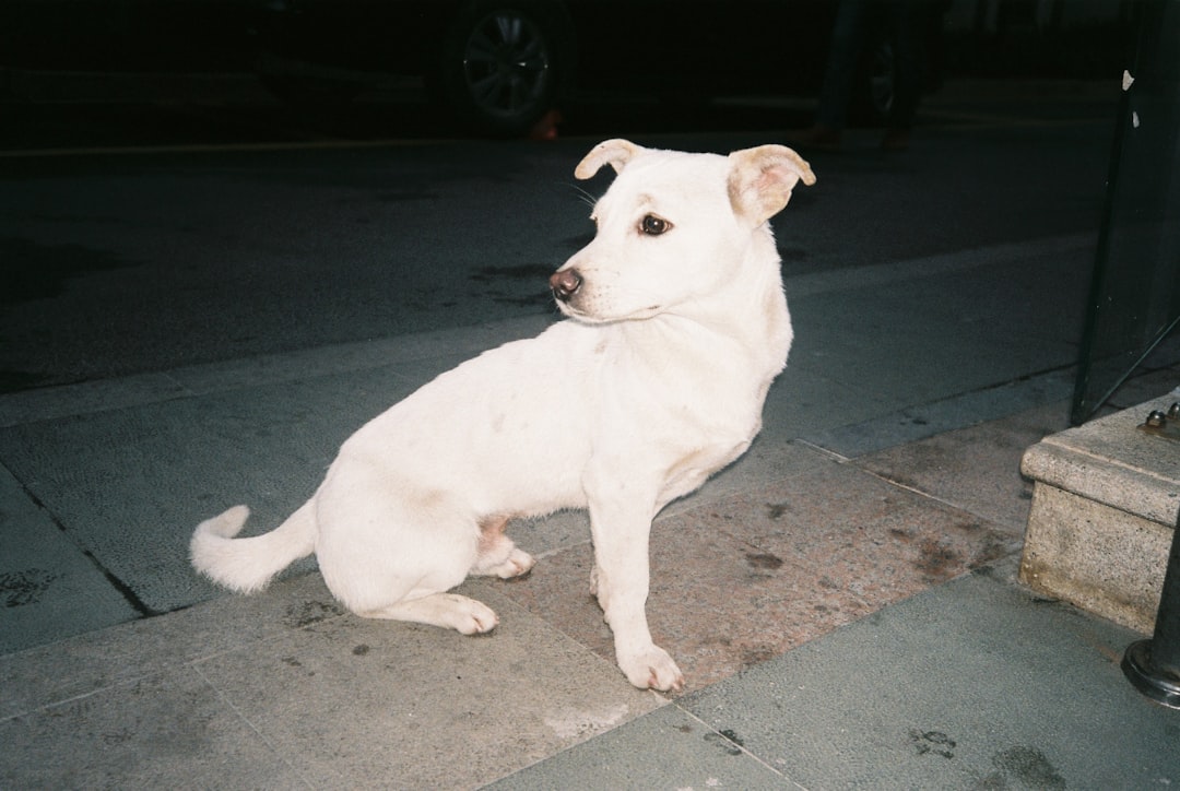 How to Stop a Dog from Barking: Causes and Evidence-Based Solutions