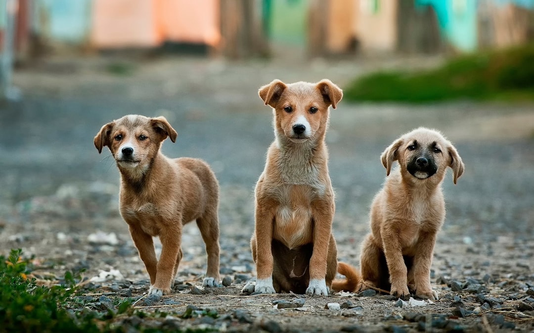 How to Train a Puppy: A Science-Based Guide for New Dog Owners