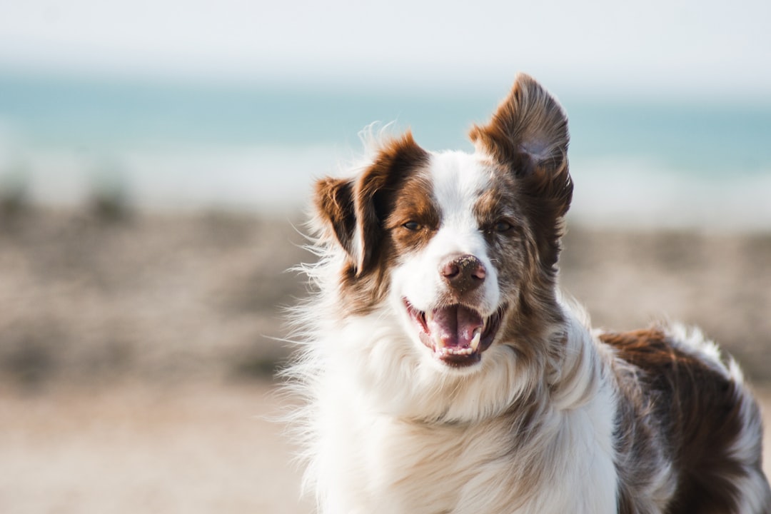 How Well Do Dogs Hear? Frequency Range, Sensitivity, and Ear Anatomy