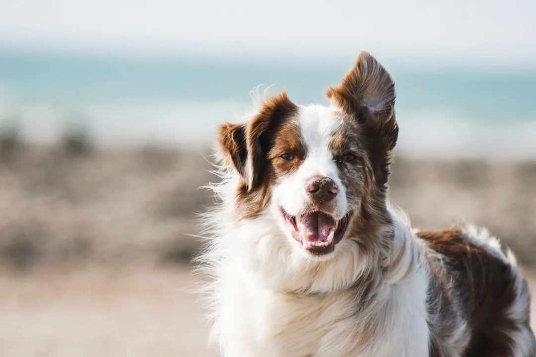 How Well Dogs Hear: Frequency Ranges and Sensitivity