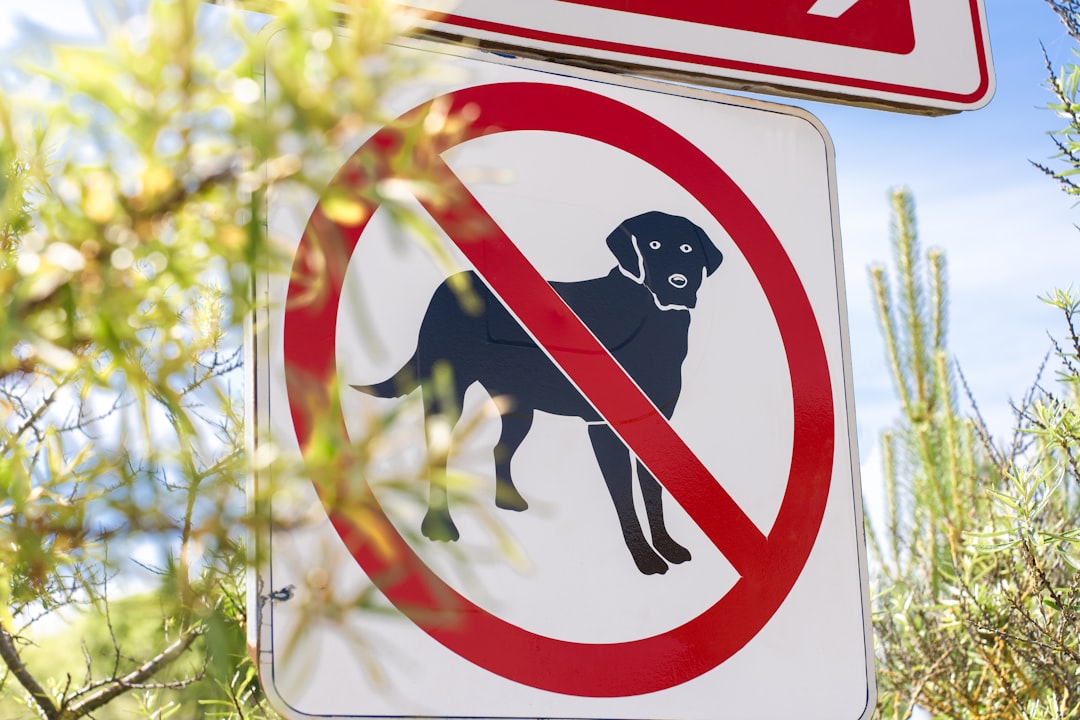Signs of a Healthy Dog: A Complete Body-System Health Checklist