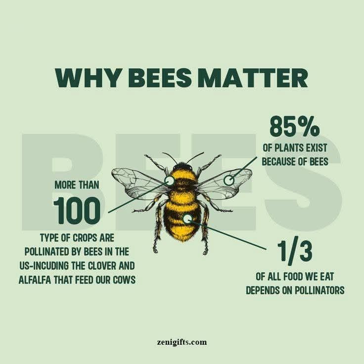 Understanding the Bee Population Crisis
