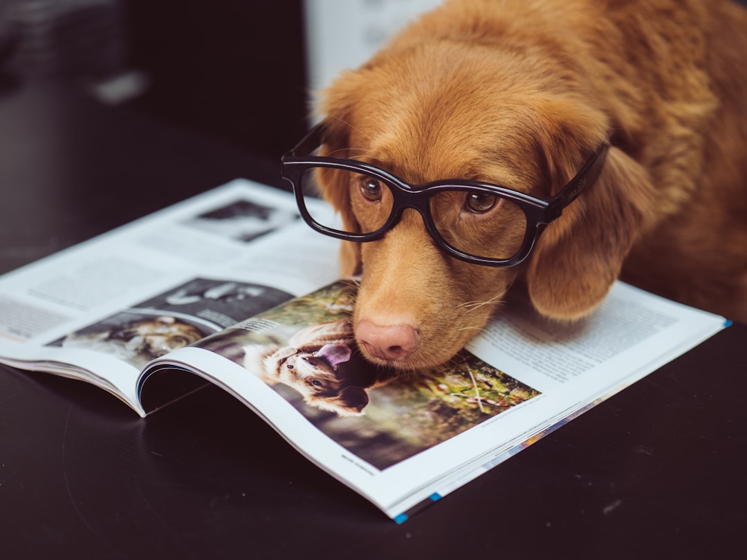 When to See a Vet for Your Dog: Emergency Signs and Routine Care