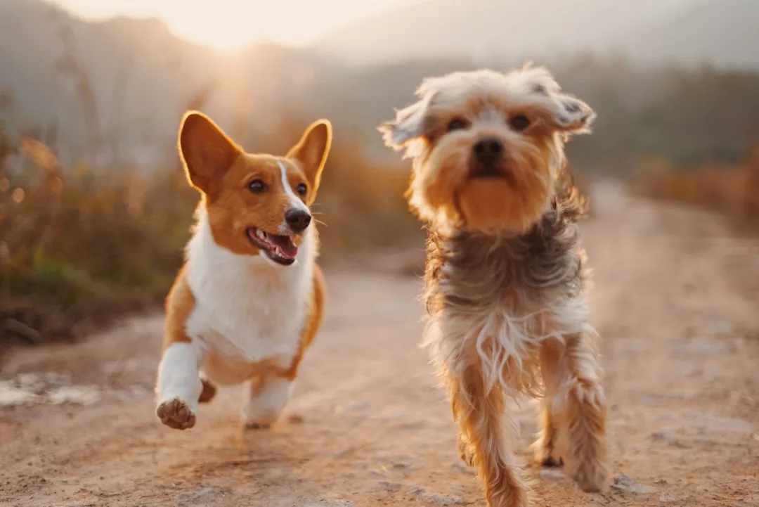 Dog Tail Chasing: Why It Happens and When to Worry