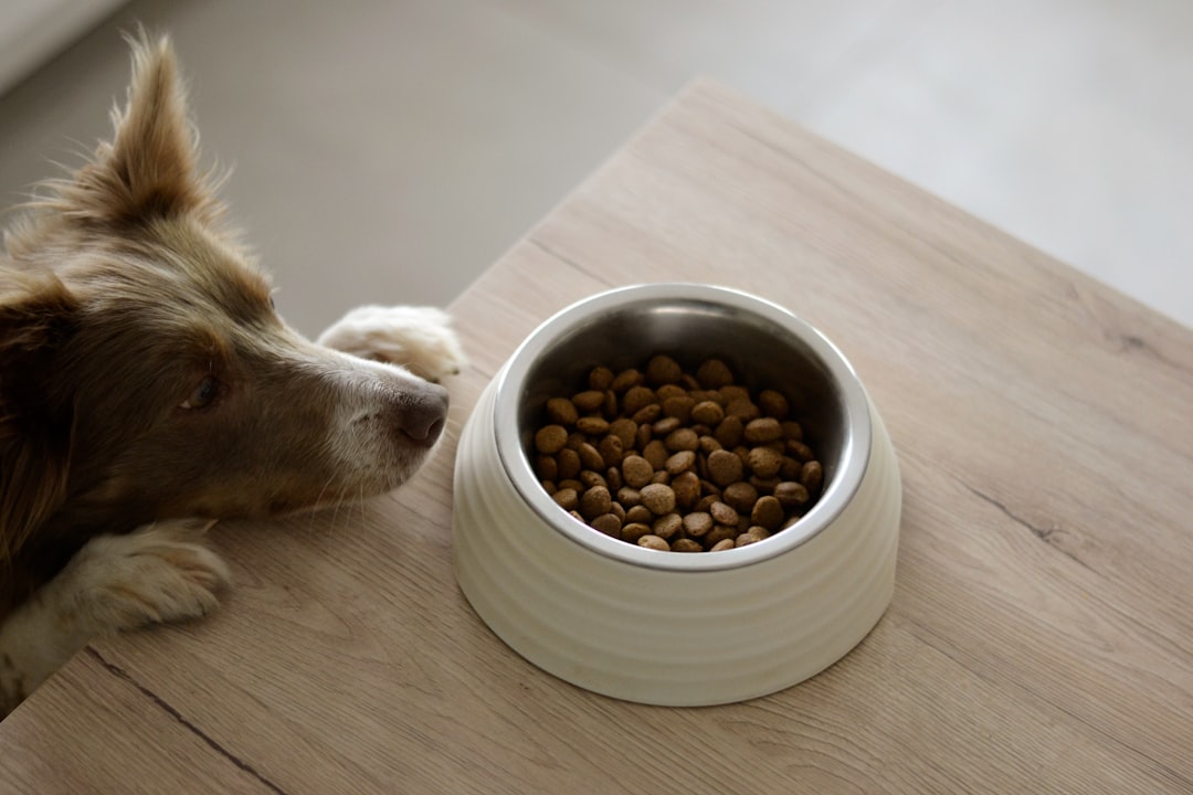 Why Do Dogs Eat Grass? What the Research Actually Says