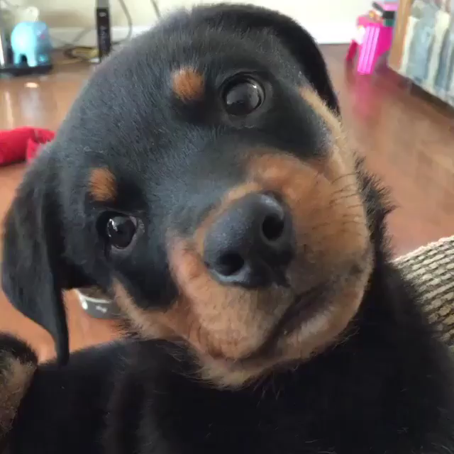 Dog Head Tilting: Understanding the Behavior's Science