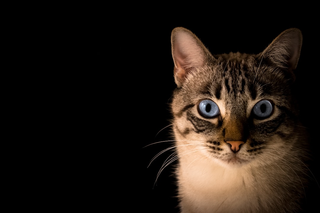 Are Cats Nocturnal? Understanding Feline Sleep and Activity Patterns
