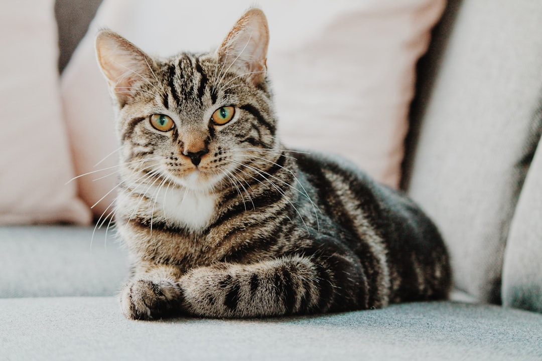 Best Cats for Apartments: Breeds That Thrive in Small Spaces