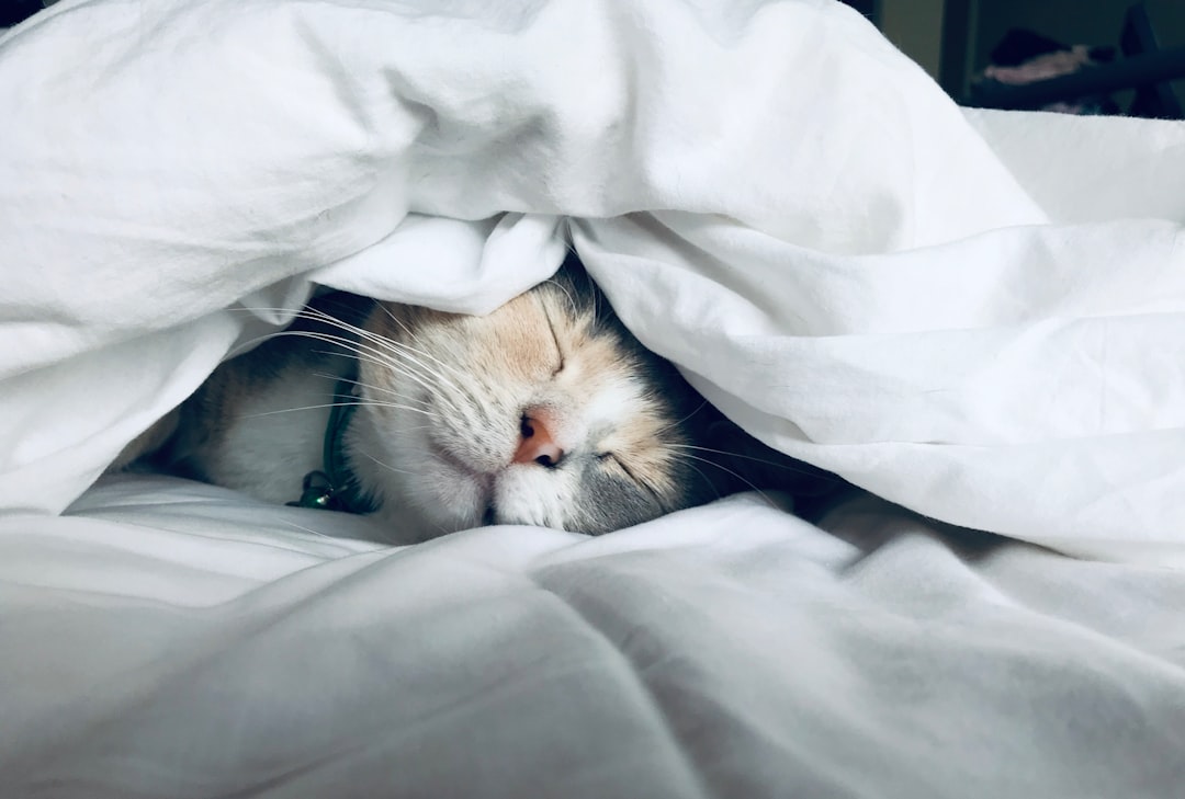 Do Cats Dream? What Science Says About Feline Sleep