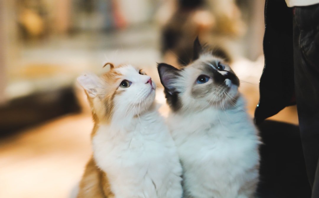 How Do Cats Communicate? Vocalisation, Body Language, and Scent