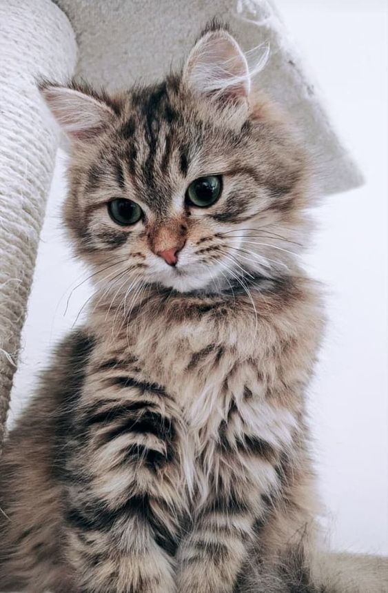 How Long Do Cats Live? Lifespan Factors Explained