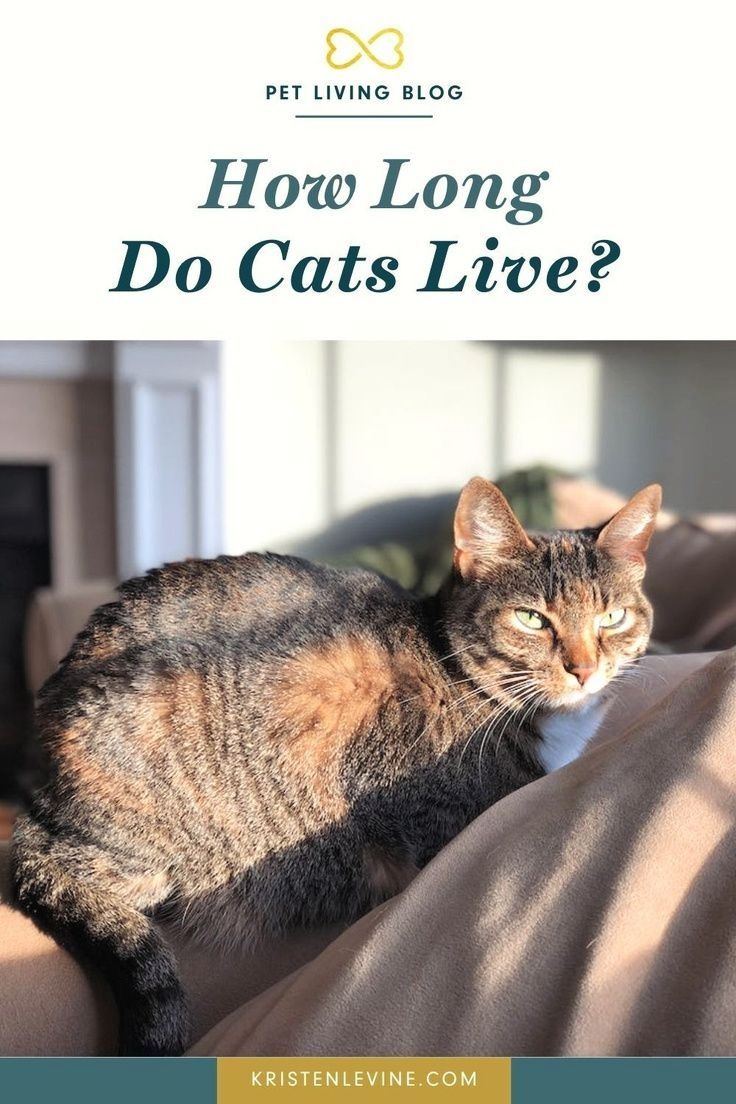 How Long Do Cats Live? Factors Affecting Lifespan
