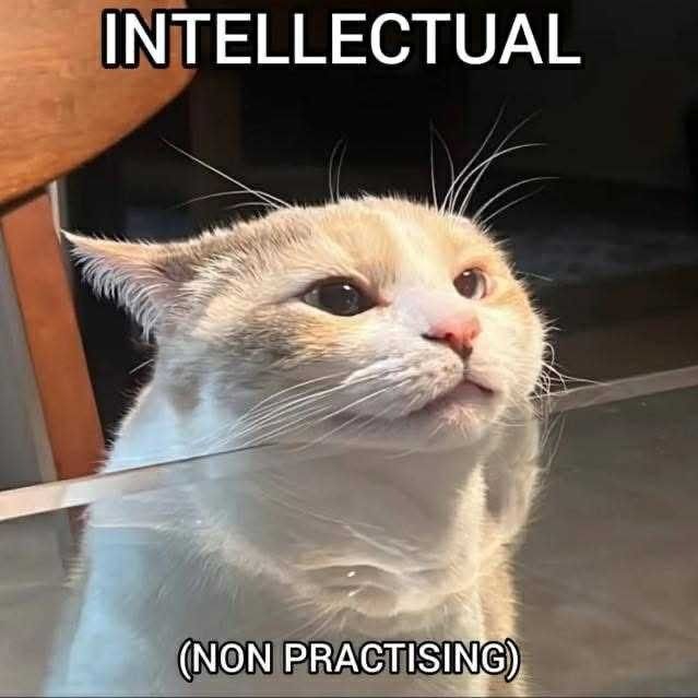 Why Is Feline Intelligence Underestimated?