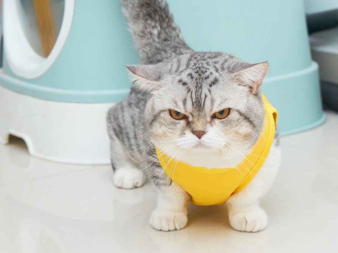 How to Litter Train a Kitten: A Complete Step-by-Step Guide