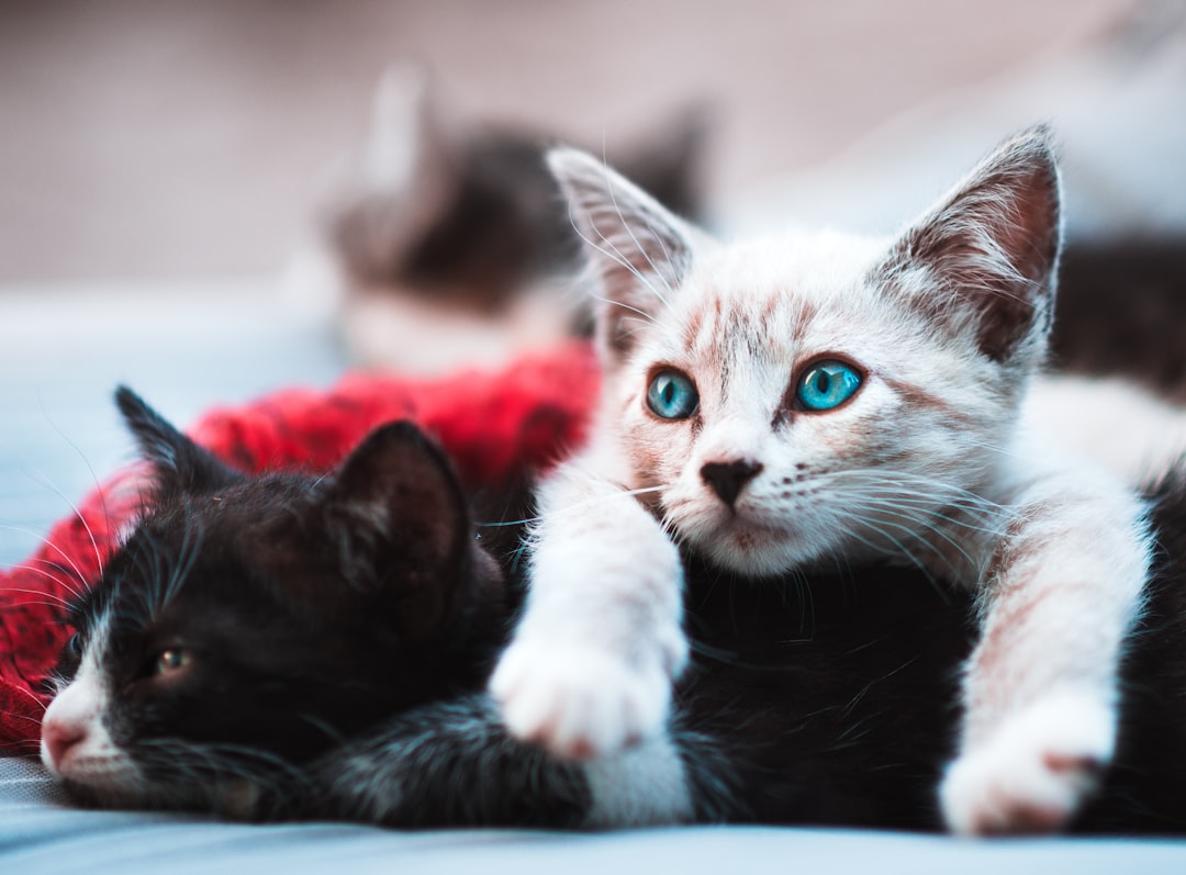 Why Do Cats Bring Dead Animals Home? The Instinct Behind the Gift