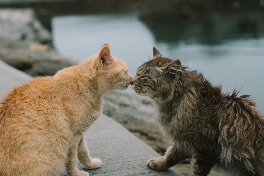 Why Do Cats Knead? Origins, Meaning, and What It Signals