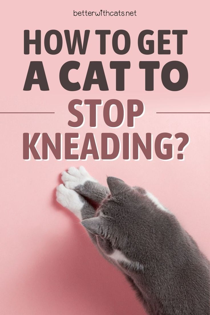 Why Do Cats Knead? Understanding the Behavior