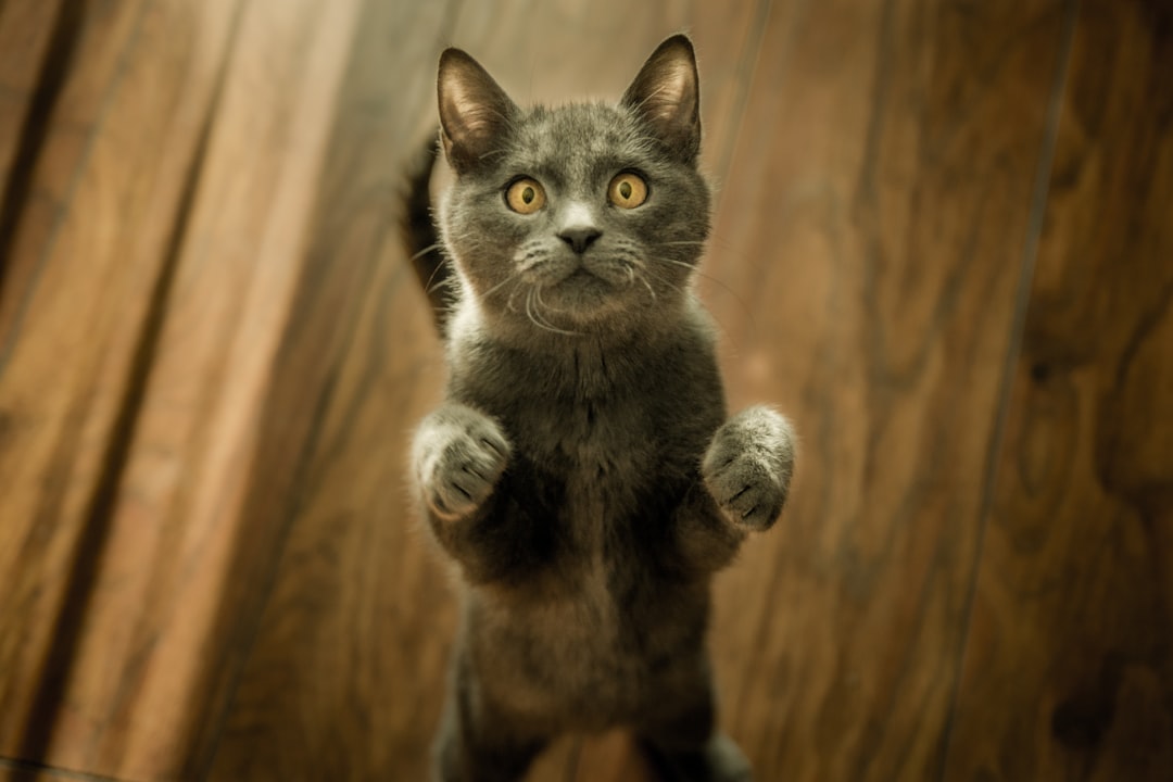 Why Do Cats Knock Things Over? The Real Reasons Behind the Behavior