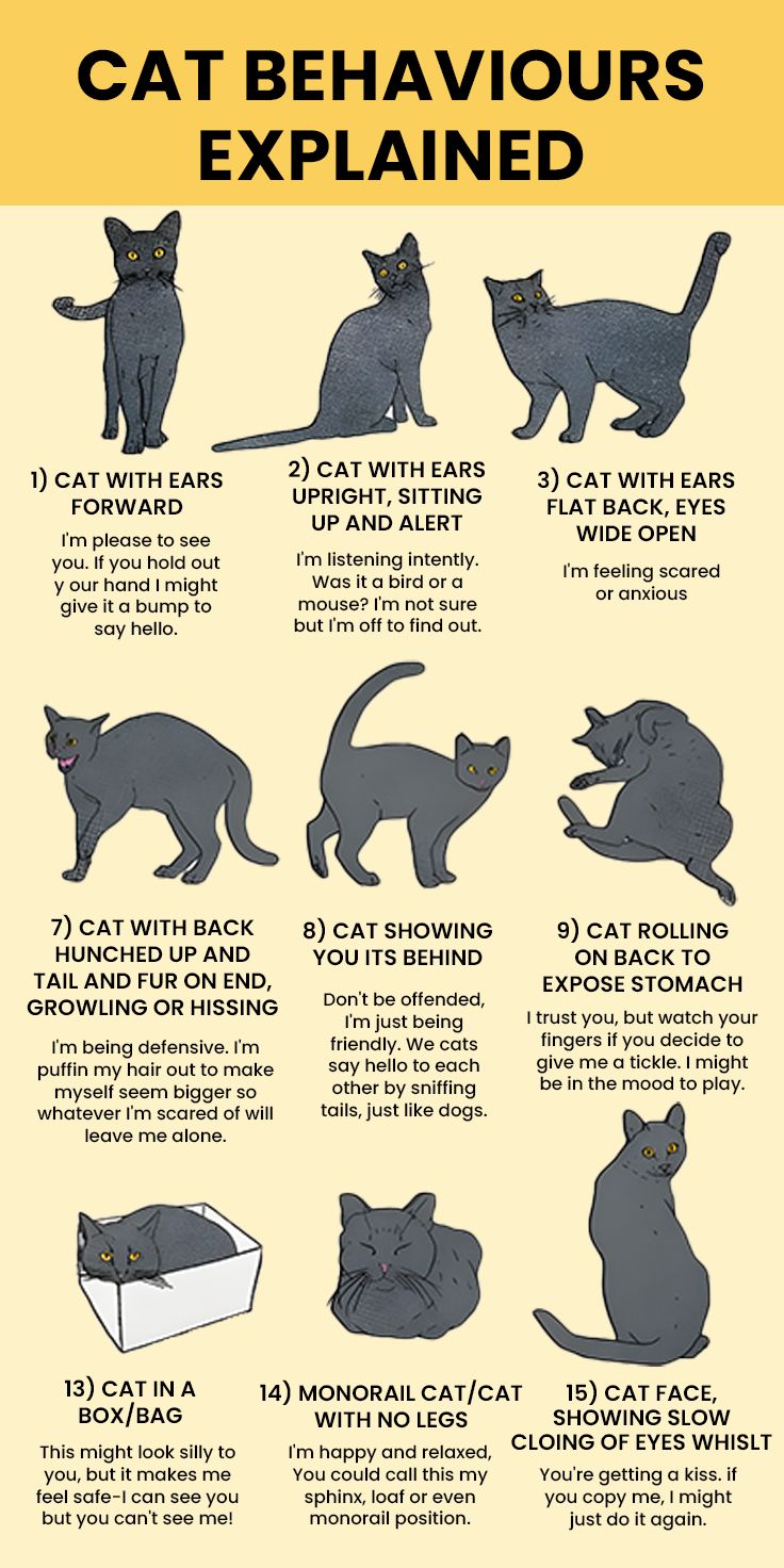 Understanding Cat Meowing: Communication Explained