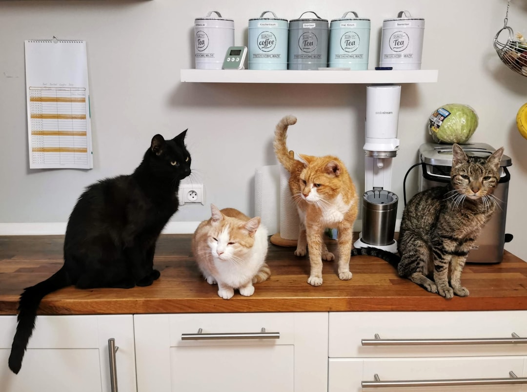Why Do Cats Meow? The Science of Feline Vocalization