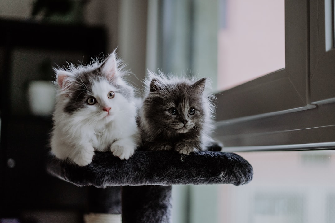 Why Do Cats Scratch Things? The Science Behind Feline Scratching Behaviour