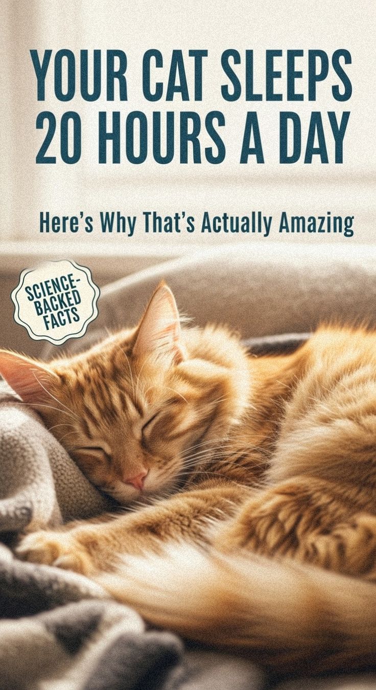 Why Do Cats Sleep So Much? Understanding Their Rest