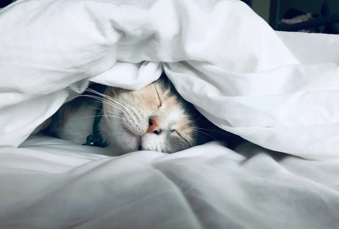 Why Do Cats Sleep So Much? Understanding Their Rest
