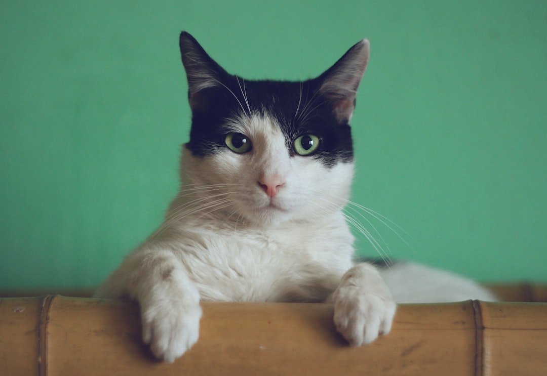 Why Do Cats Stare? Understanding Feline Eye Contact