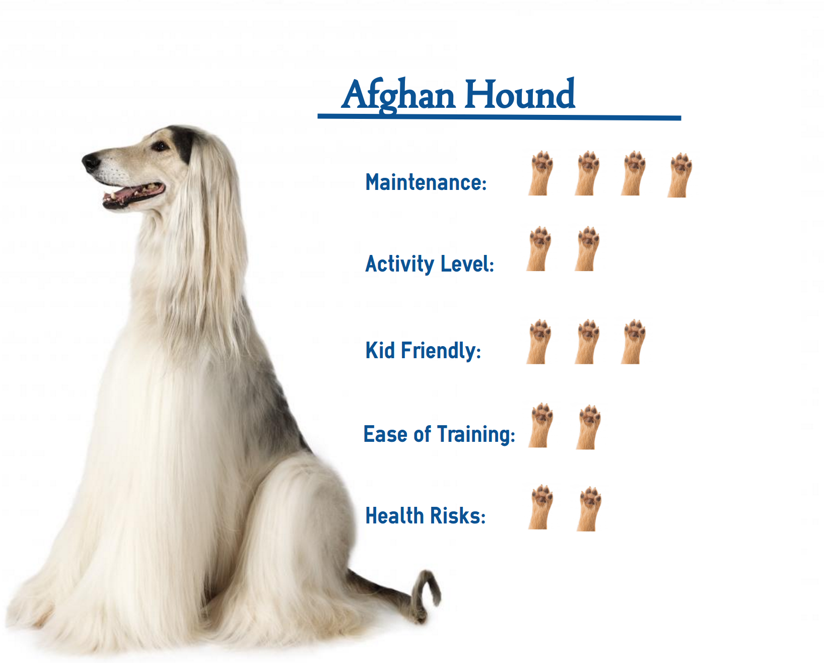 Complete Guide to the Afghan Hound Breed