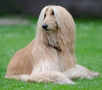 Complete Guide to the Afghan Hound Breed