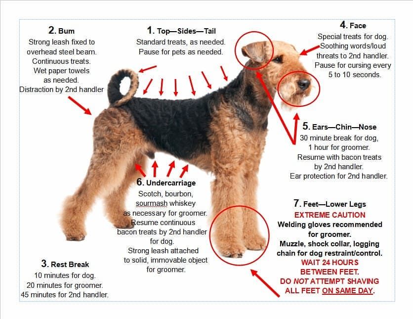 Complete Guide to Airedale Terriers