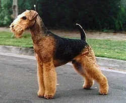 Complete Guide to Airedale Terriers