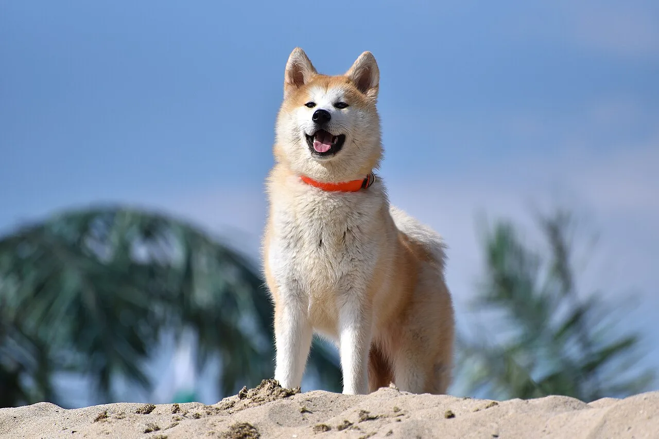 Complete Akita Breed Guide and Insights