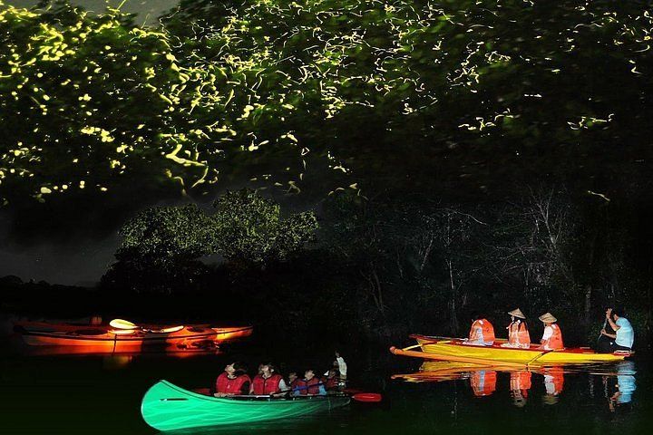 Exploring Firefly Bioluminescence