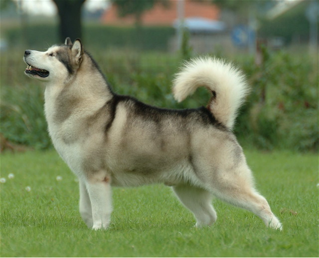 Alaskan Malamute: Complete Breed Guide