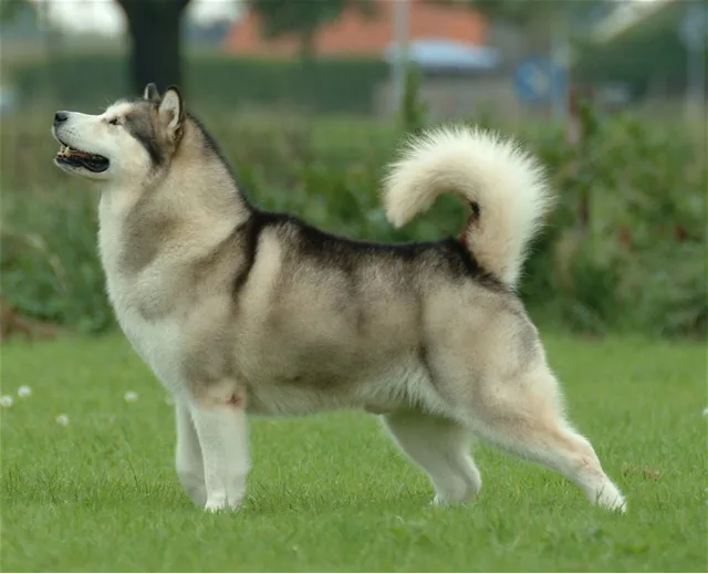 Alaskan Malamute: Complete Breed Guide