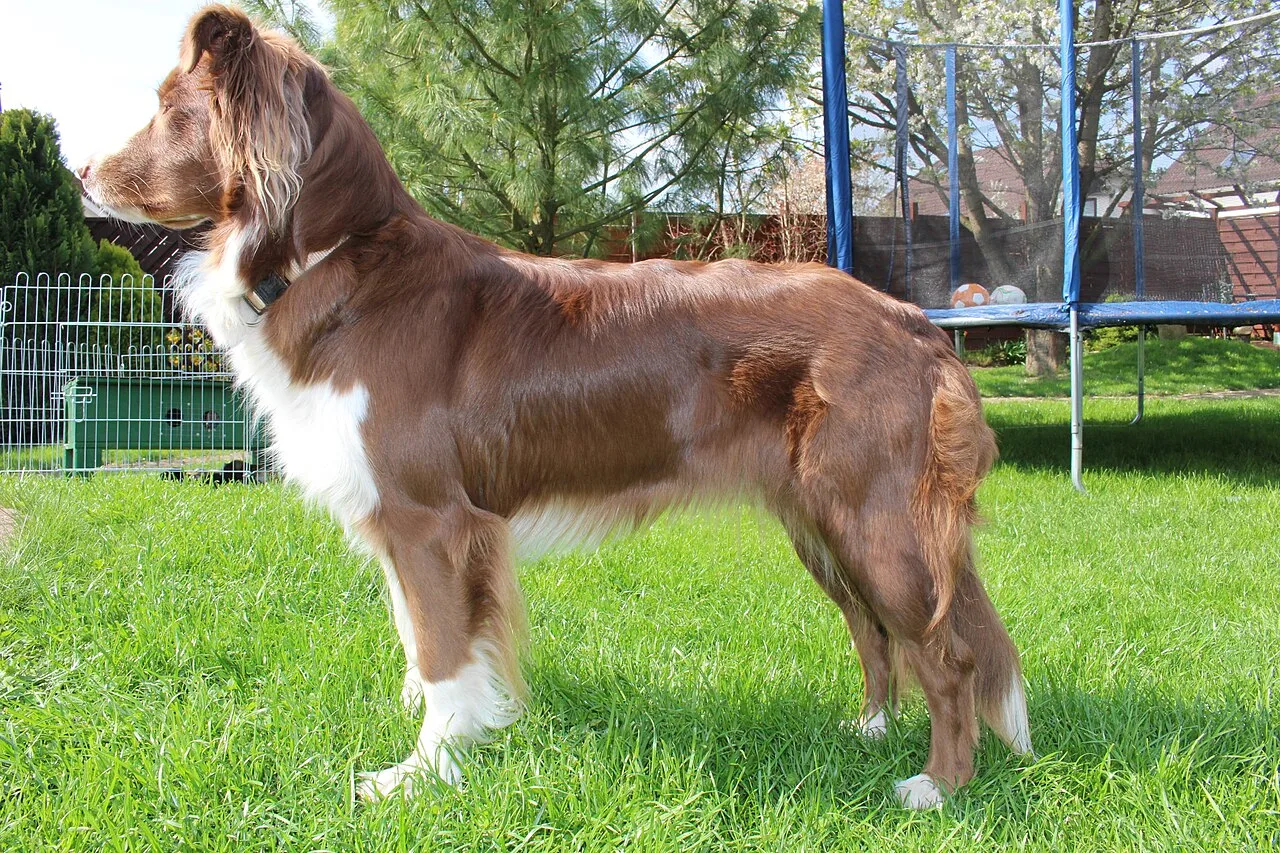 Complete Australian Shepherd Breed Insights