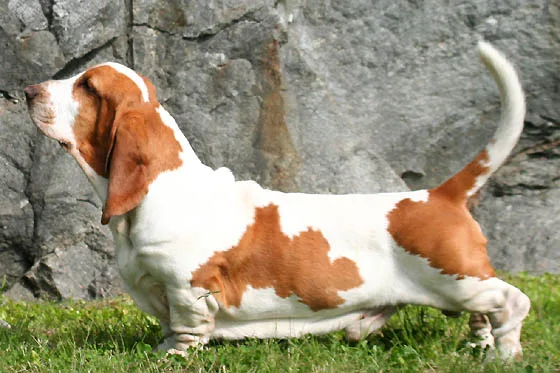 Complete Basset Hound Breed Guide